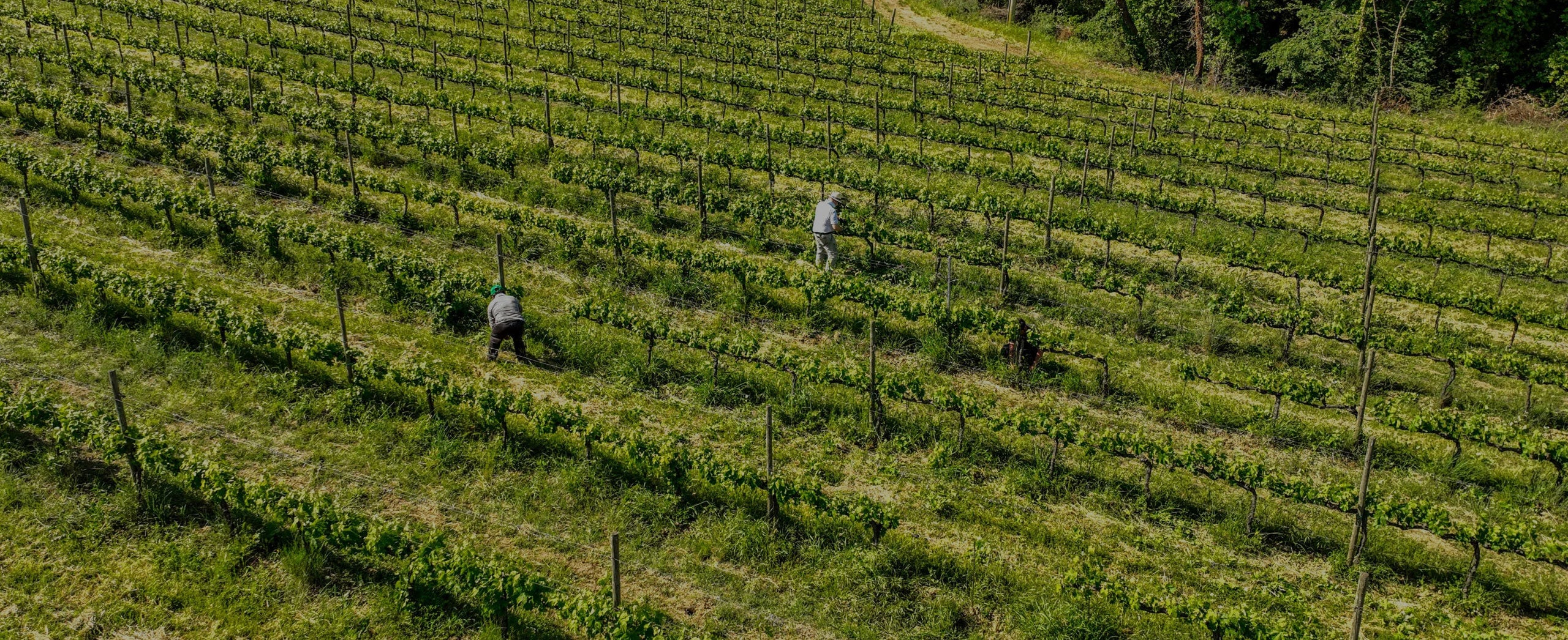 Hand harvest at Montemelino — certified organic and biodynamic vineyard in Umbria, where grapes are picked manually with care and respect for tradition