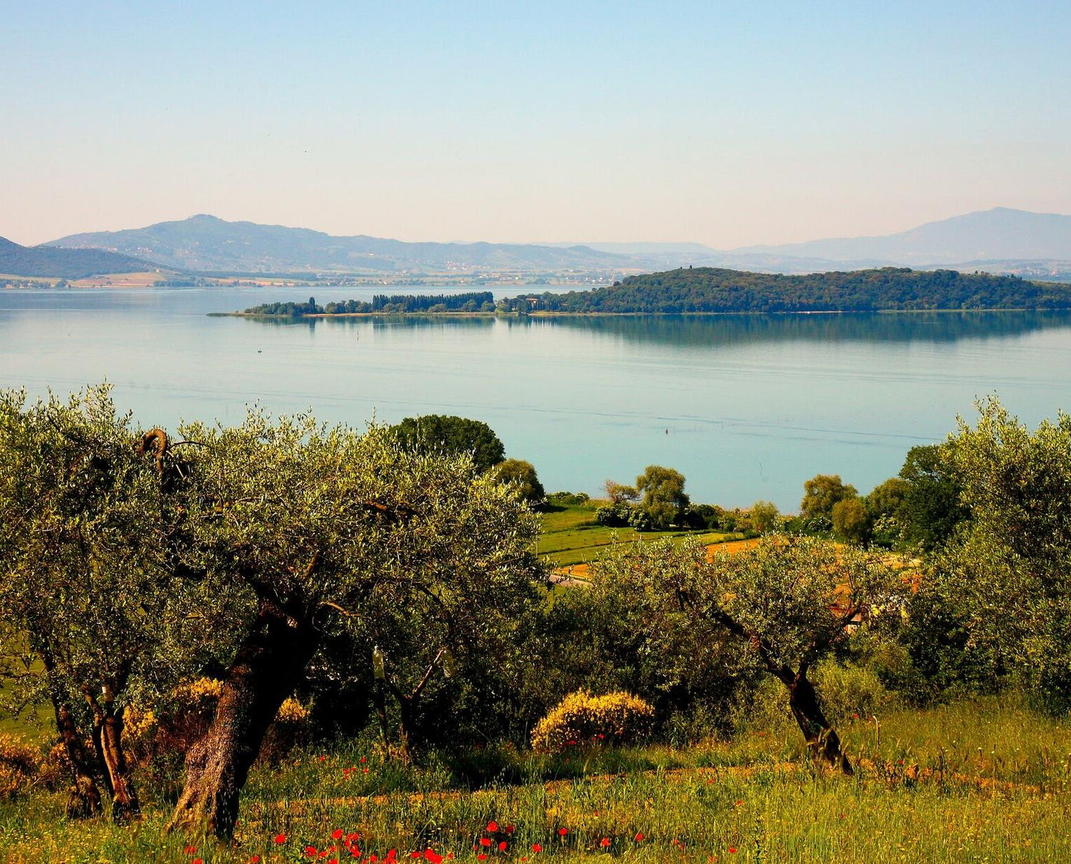 Montemelino Vineyard Landscape – Organic Biodynamic Farm on the Shores of Lake Trasimeno, Home to Sangiovese, Ciliegiolo, Gamay del Trasimeno, Trebbiano, and Grechetto at InVinus