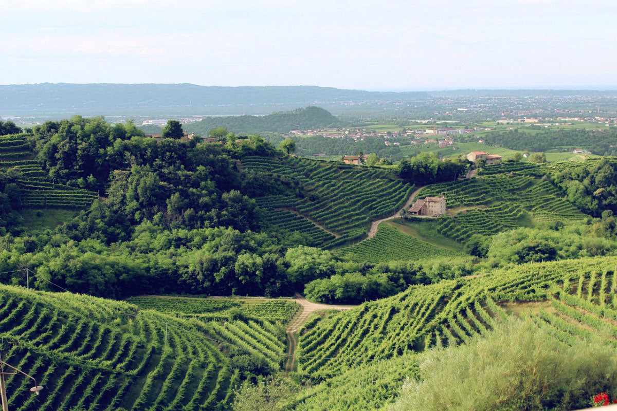 Ca' Liptra Estate producing organic and natural wines from Marche, Italy, featured at InVinus.