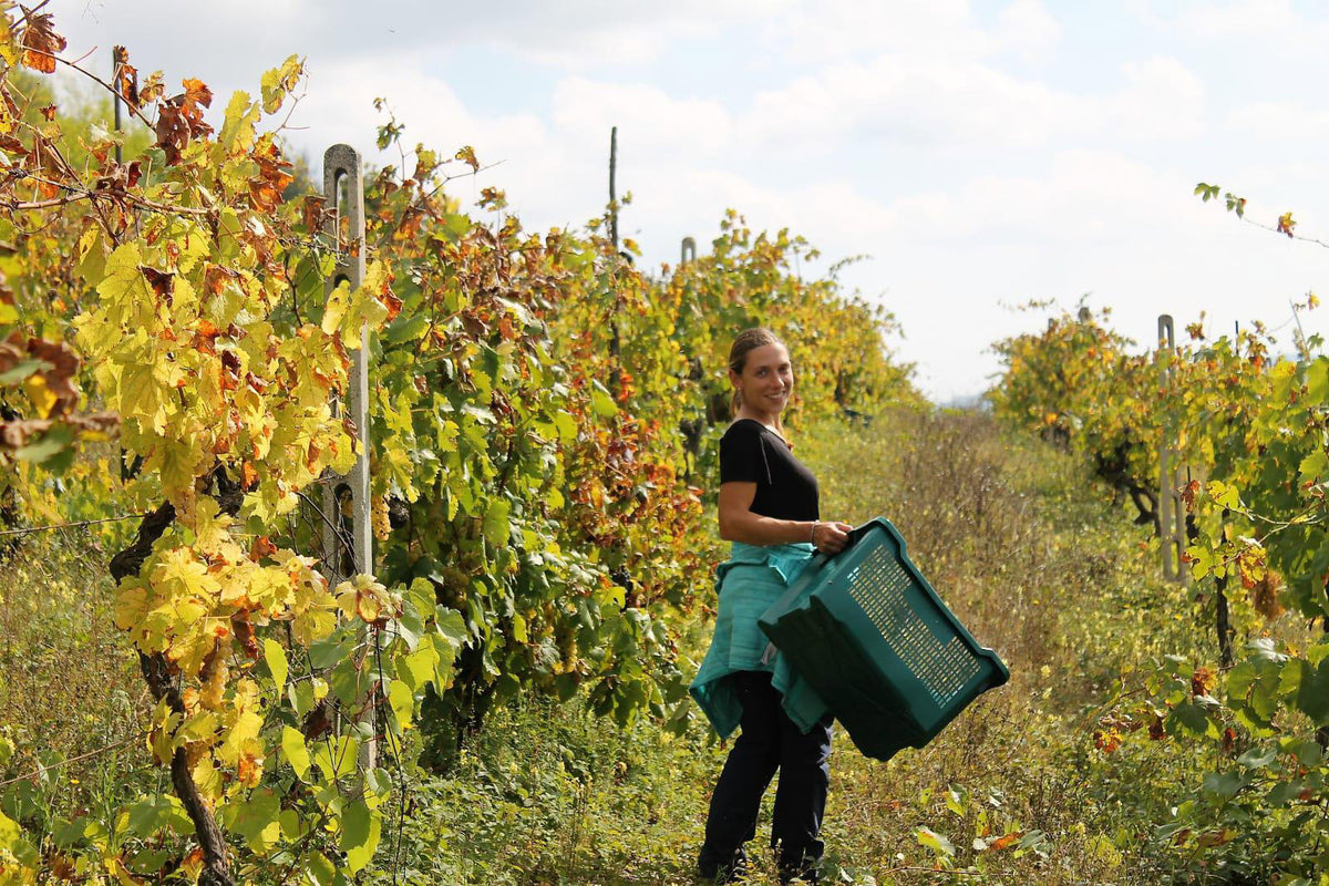 Grapes image