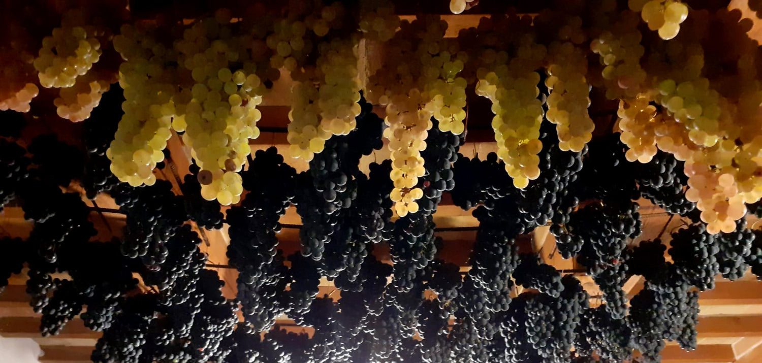Cantina Antonioli Organic Grapes – Harvested for Authentic Italian Wines at InVinus