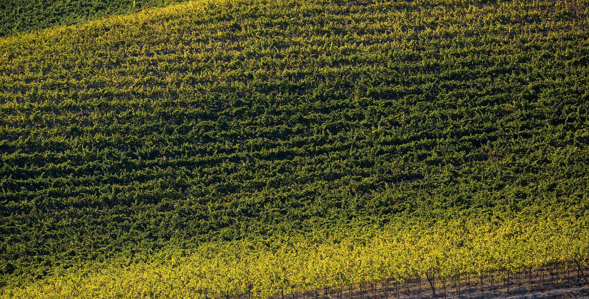 Aerial view of Castello di Stefanago’s organic vineyards in Lombardy’s Oltrepò Pavese region — showcasing rolling hills, biodiverse farming, and the estate’s natural winemaking landscape
