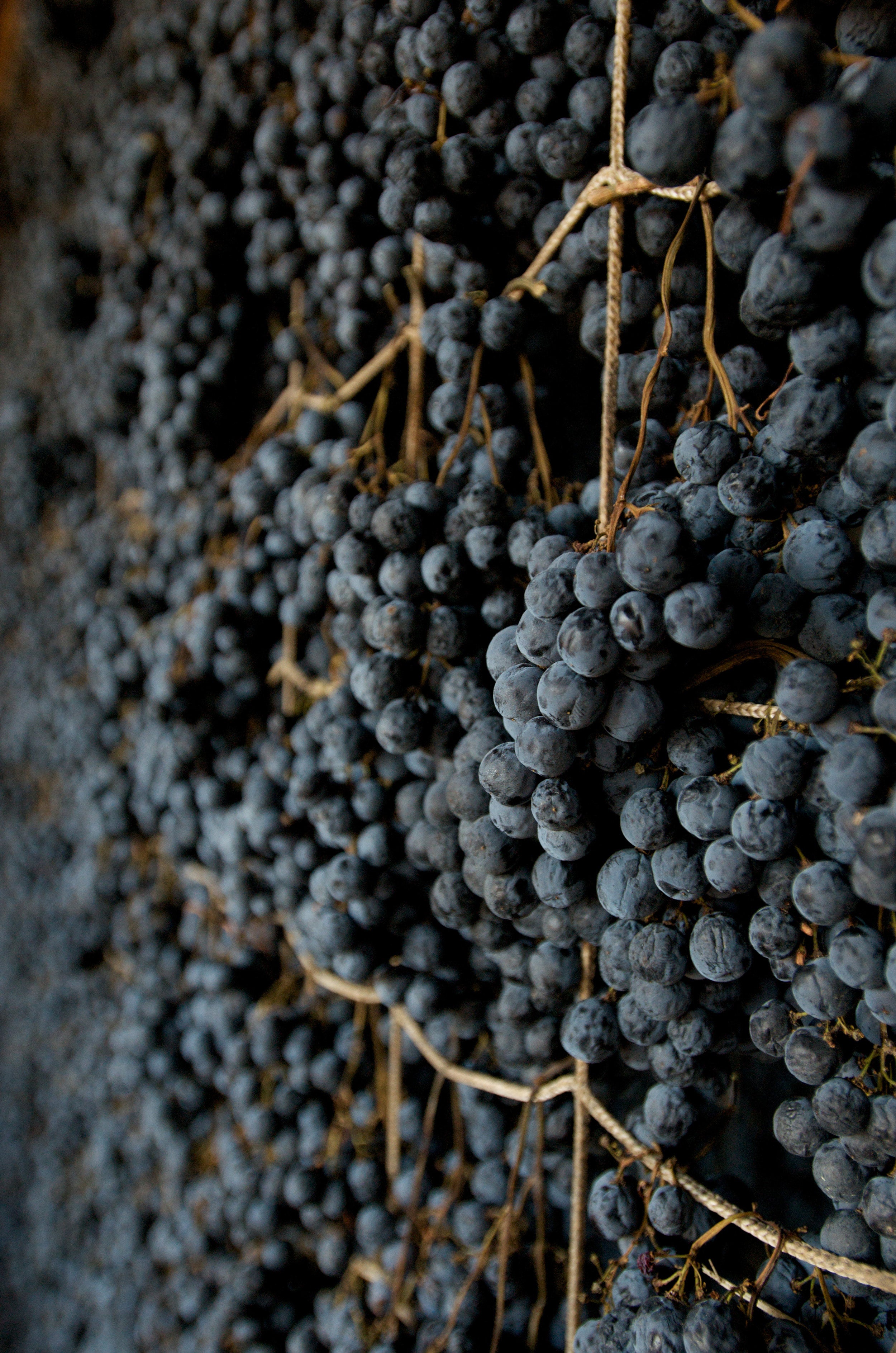 Amarone-style grapes drying on racks at Fasoli Gino winery, a traditional appassimento method used to concentrate flavours for their Alteo wine.