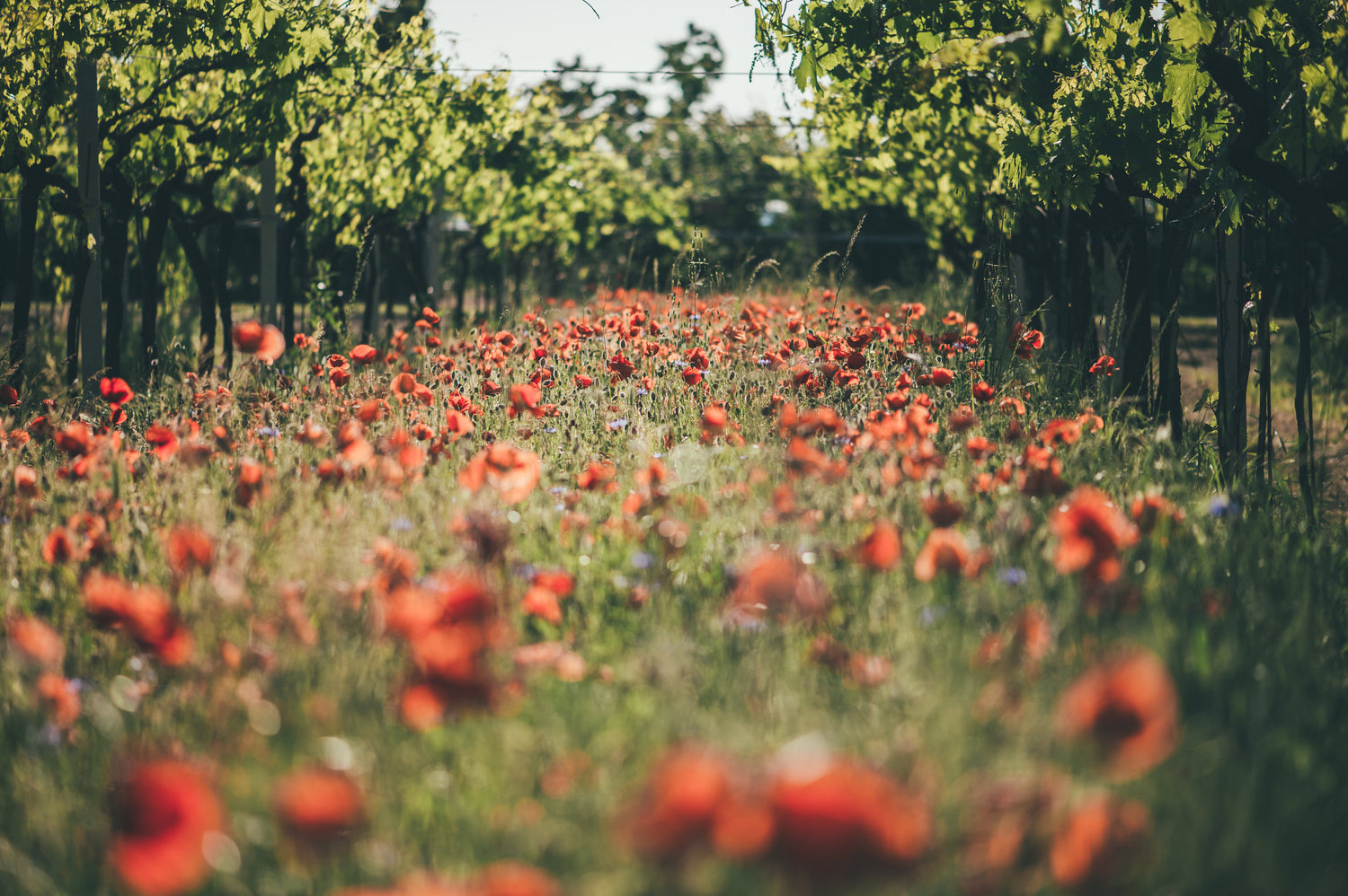 Fasoli Gino Vineyard with Poppies – Biodynamic Farming Technique Promoting Natural Ecosystem Balance -sold at InVinus