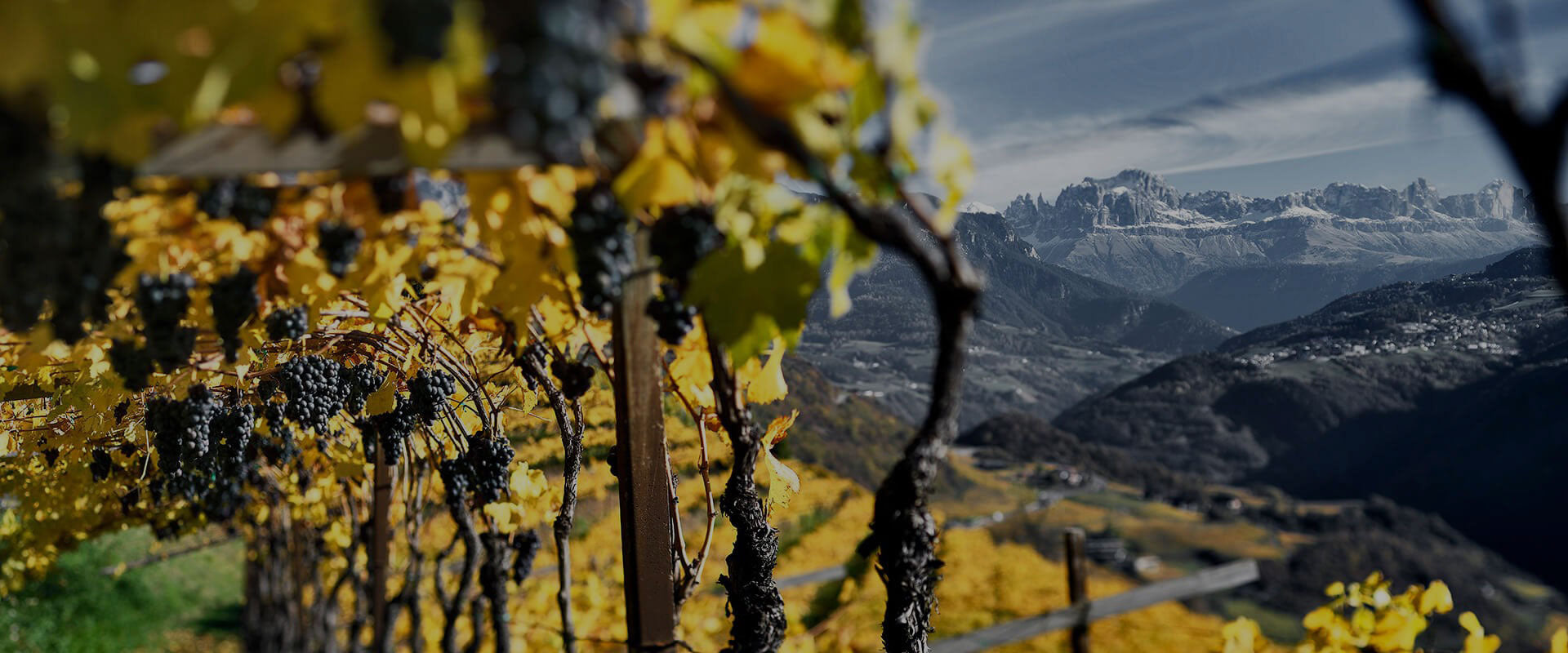 Kellerei Bozen Organic Grapes – Grown Using Innovative Viticulture and Green Cultivation Techniques - available at InVinus