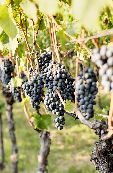 Kellerei Bozen Winery – Leader in Viticulture Innovation and Green Cultivation in Italy - sold at InVinus