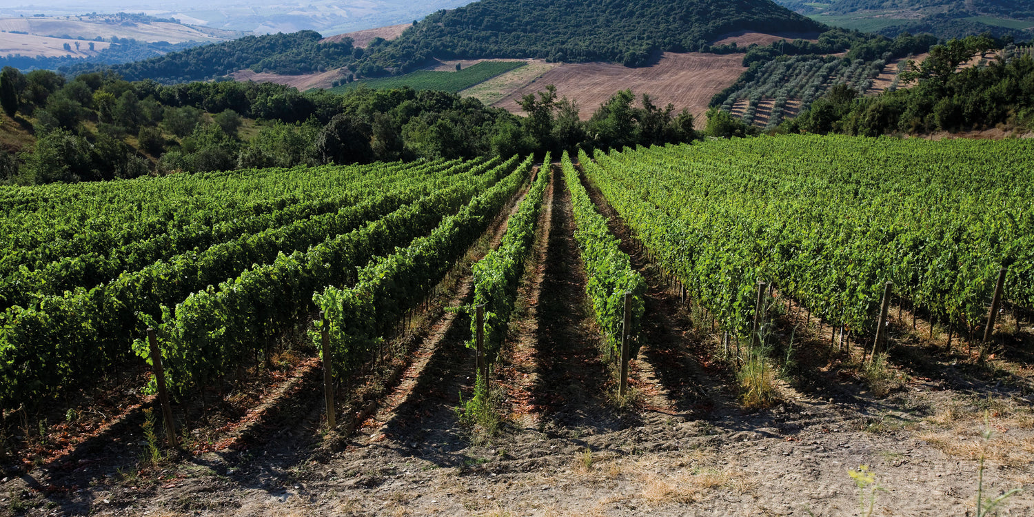 Poggio Mandorlo Estate Vineyard – 34 Hectares of Sangiovese, Merlot, and Cabernet Franc Producing Elegant Super Tuscan Wines at InVinus
