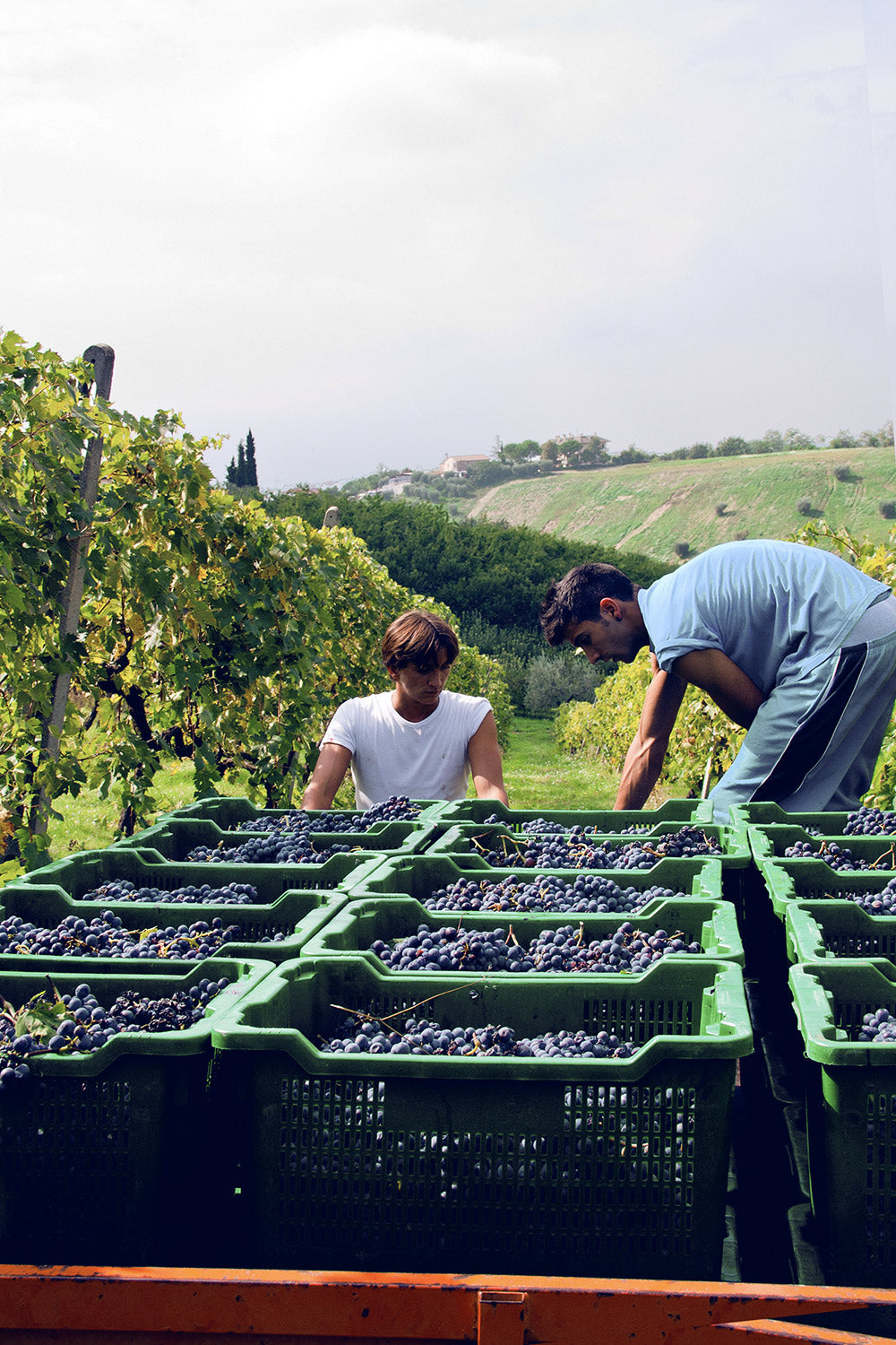 Grapes image