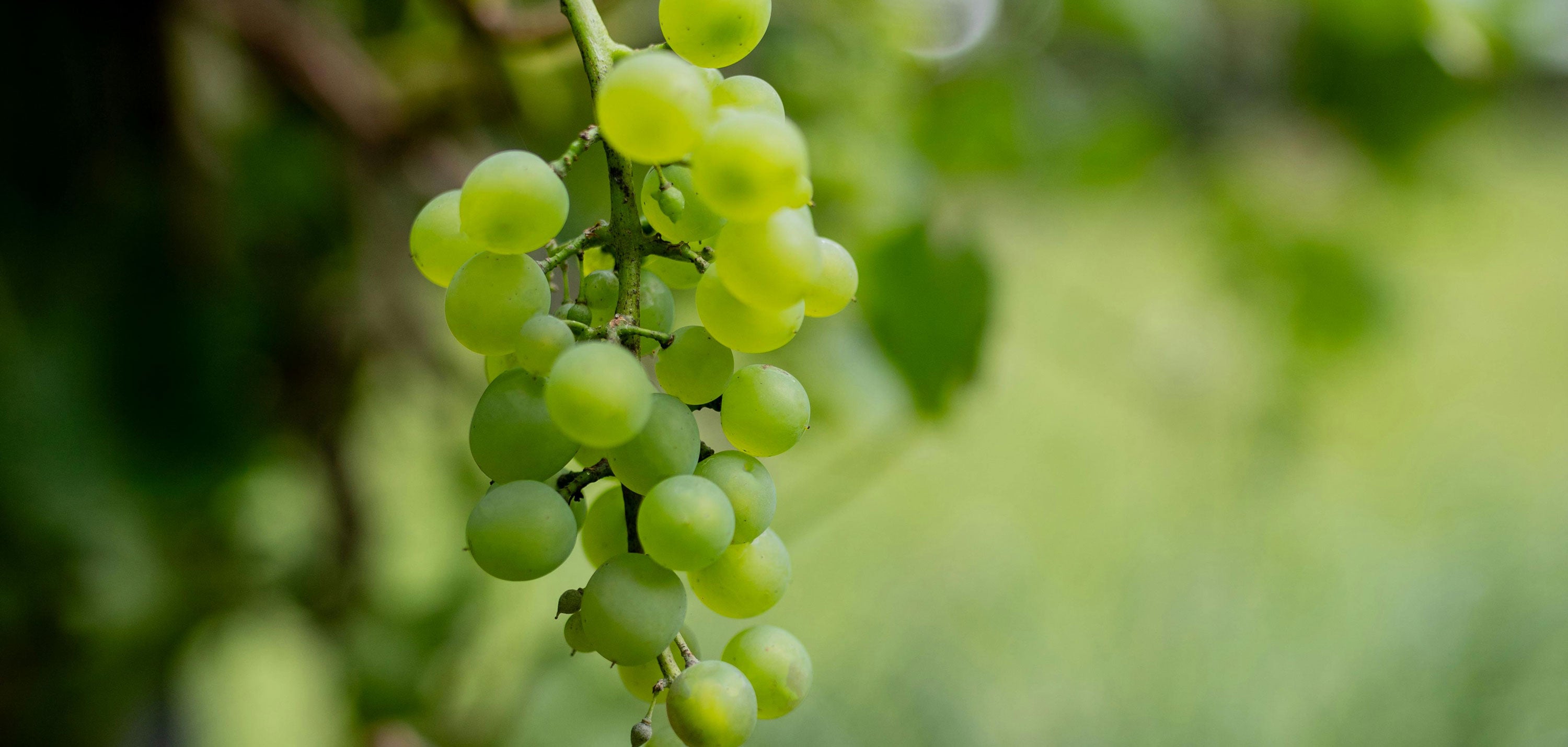 Close-up of Pecorino grapes at Vigneti Vallorani — organically grown in the Marche hills, reflecting the estate’s commitment to native varieties and natural winemaking