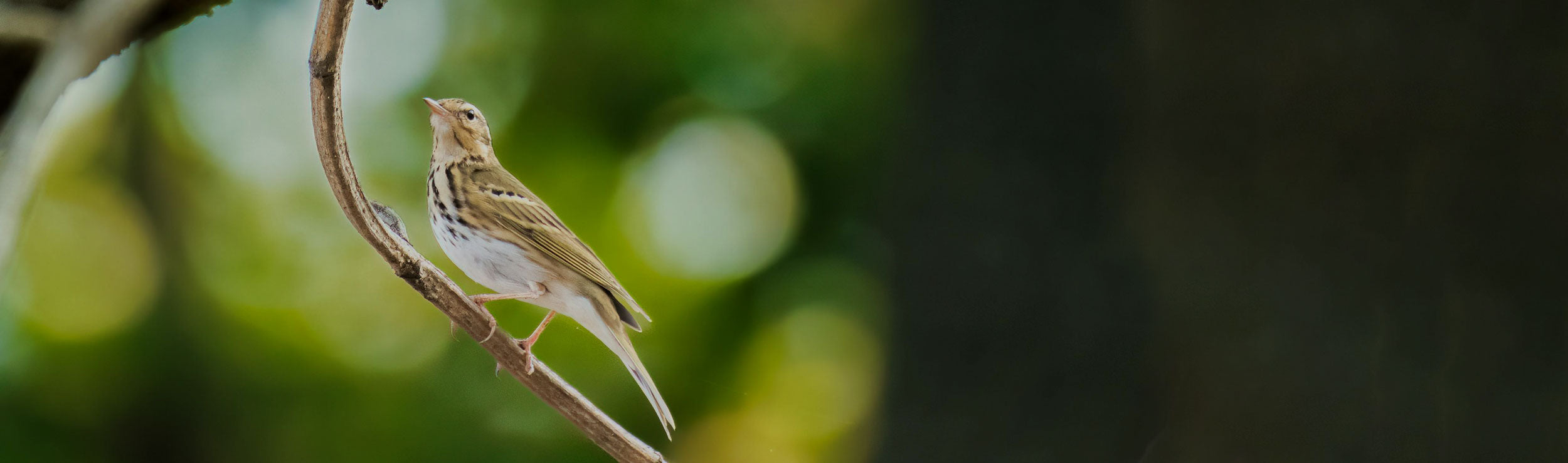 Passerina bird perched among the vines at Vigneti Vallorani — symbolizing the estate’s harmony with nature and connection to the native grape of the same name in Le Marche, Italy