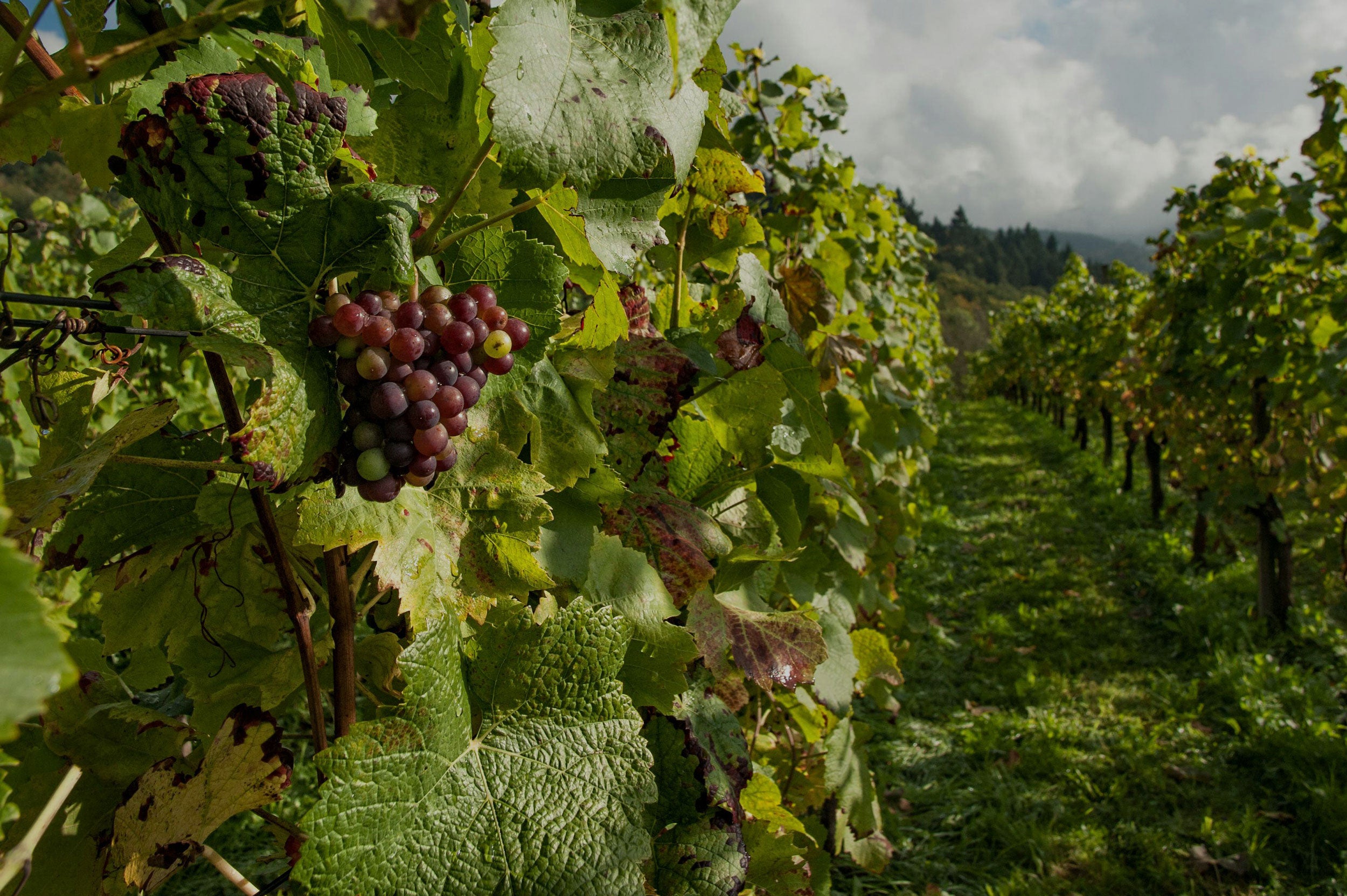 Malvasia Istriana grapes from 50-year-old vines at San Lurins, organically grown in Friuli’s Isonzo plain and used in natural sparkling wine production