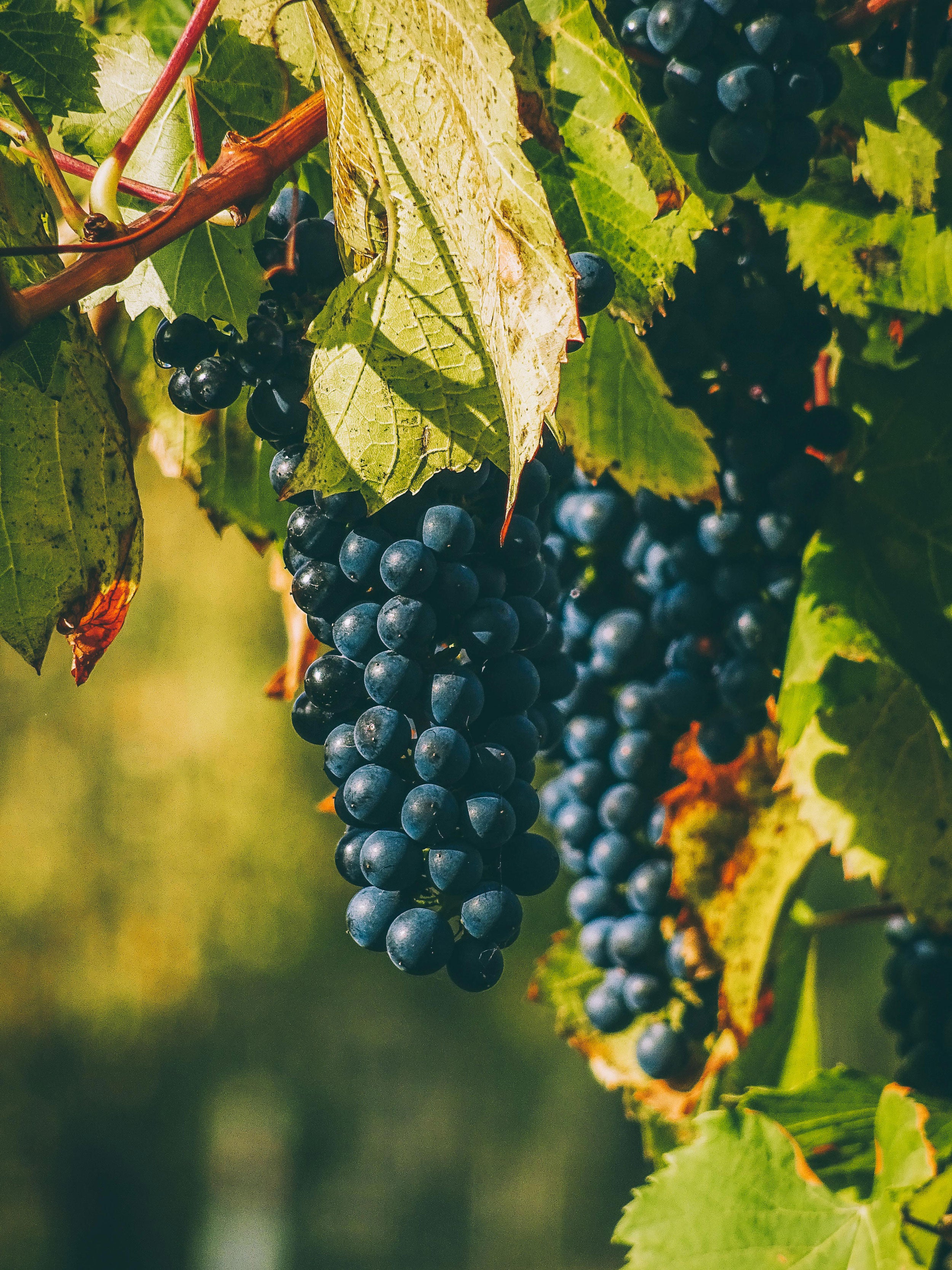 Close up of San Lurins grapes in saline-rich Friuli terroir – organic Italian Malvasia grown near the Adriatic for vibrant natural wines