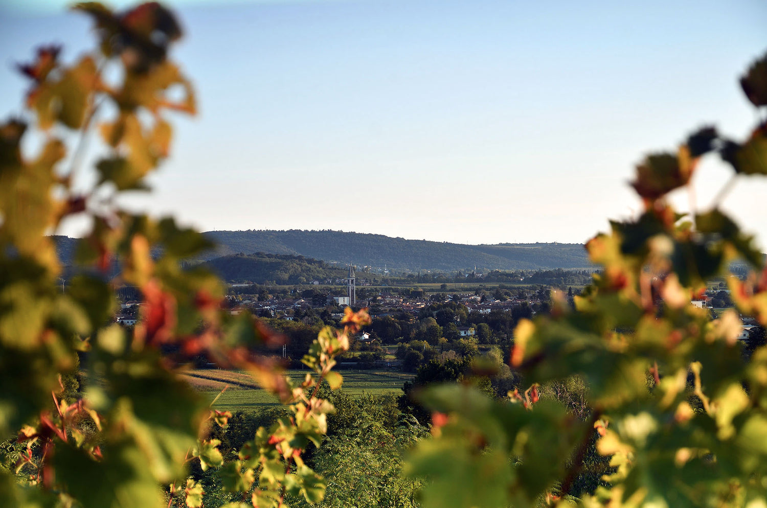 San Lurins Vineyard – Picturesque Italian Landscape for Organic Wine Production sold at InVinus