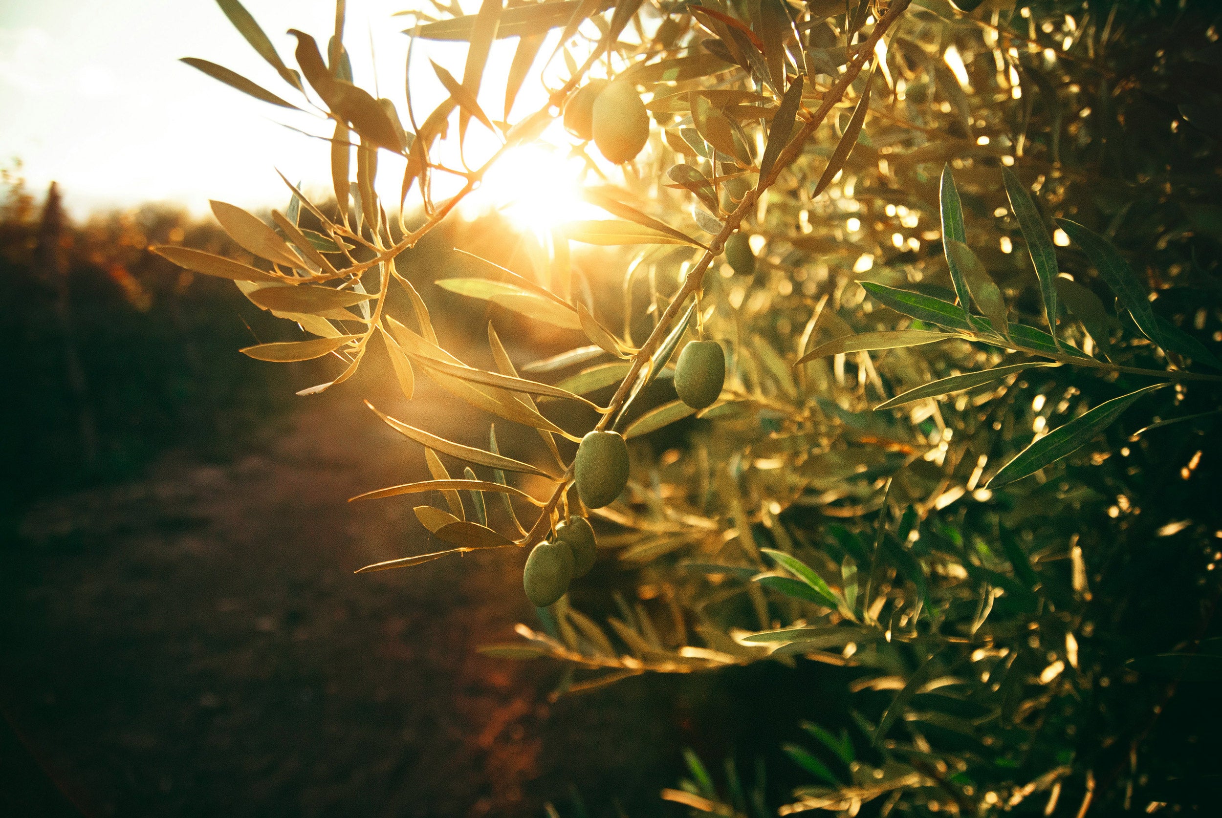 Close-up of organically grown olives at Montemelino — showcasing the estate’s dual focus on wine and extra virgin olive oil production in Umbria