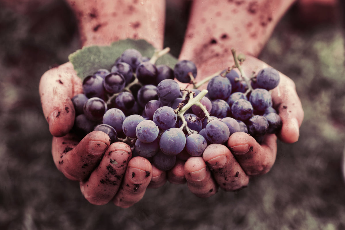 Grapes image