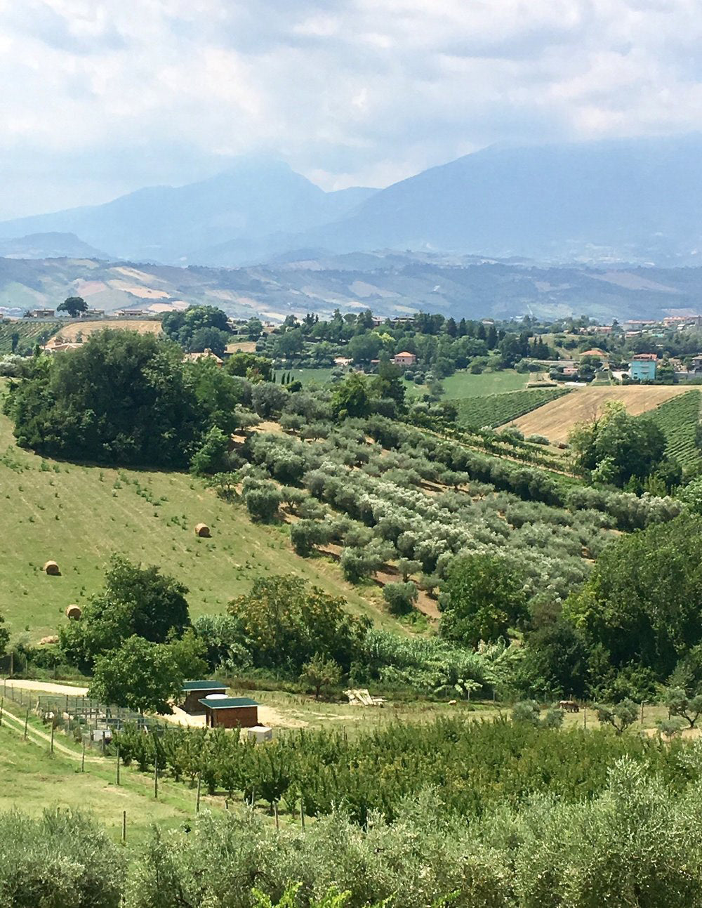 Vigneti Vallorani Vineyard – Southern Marche Estate with Clay-Rich Soil, Creating Authentic Wines with Rich Aromas and Elegant Tannins at InVinus